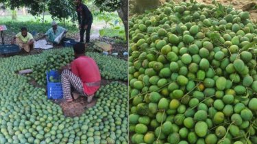 এবারও ইউরোপে যাচ্ছে সাতক্ষীরার আম