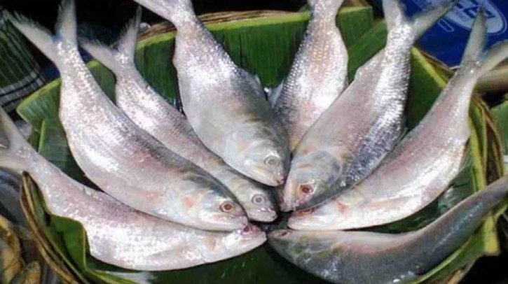 ভারতে ইলিশ পাঠাতে পারবে ৩৭ প্রতিষ্ঠান