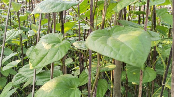 মহেশখালীর মিষ্টি পানে দামে ধস,সংকটে চাষিরা