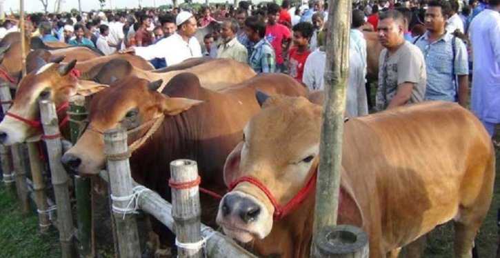 দেশে কোরবানিযোগ্য পশুর সংখ্যা ১ কোটি ২৩ লাখ ছাড়িয়েছে