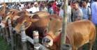 দেশে কোরবানিযোগ্য পশুর সংখ্যা ১ কোটি ২৩ লাখ ছাড়িয়েছে